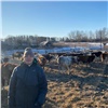 «Это хорошее подспорье!»: новосёловские фермеры на гранты «Агростартап» развивают мясное животноводство