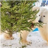 «Роев ручей» показал играющих с новогодними елками животных