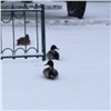 В Красноярске утки вышли на зимнюю прогулку в мороз