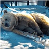 Медведь из красноярского зоопарка «предсказал» скорое наступление весны (видео)
