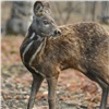 «Неуловимый зверь»: экологи изучили популяцию редкой кабарги в Эвенкии