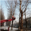 «Приводили в порядок 15 лет назад»: в Красноярске на Калинина началась обрезка деревьев