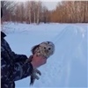 В Красноярском крае ветеринары спасли покалеченную сову от гибели (видео)