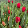 «Скоро весна!»: первые тюльпаны расцвели в красноярских теплицах