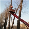 «Это не прихоть, а необходимость»: обрезка деревьев продолжается в Красноярске 