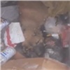 Красноярцы выкинули живую собаку в мусорный бак (видео)