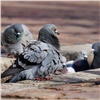Мэр Новокузнецка предложил бороться с голубями при помощи иголок