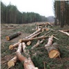 В Красноярском крае поймали трех «черных лесорубов». Злоумышленникам грозит уголовная ответственность