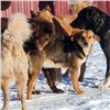 В Красноярске пересчитали бездомных собак: за пять лет их стало вдвое меньше 