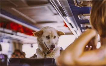 Ветпаспорт, прививки и переноска: как перевезти самолетом по России и за рубеж любимого питомца