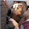 Красноярцев просят пожертвовать бездомным собакам и кошкам еду и вещи 