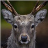 В Новоселовском районе браконьеры попались на убийстве благородного оленя