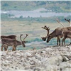 Ученые СФУ подсчитали диких северных лесных оленей в Эвенкии. Авиаучёт популяции не проводили более 20 лет