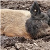 Россельхознадзор Красноярского края назвал количество уничтоженных из-за африканской чумы свиней 