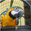 «Обезьяна, попугай и ящерица»: красноярский бизнесмен организовал незаконную фотосъемку с экзотическими животными
