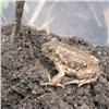 Красноярские ученые назвали лягушек полезным источником омега-3