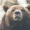 В окрестностях Красноярска проснулись медведи