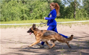 «Всё дело в стрессе»: кинолог развеивает миф о самых умных и добрых породах собак