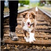 Пожилая красноярка угодила под поезд из-за собаки