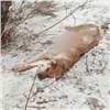 В Зеленогорске неизвестные жестоко убили домашнюю собаку. Полиция начала проверку