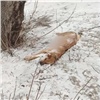 Убийцей собаки в Зеленогорске оказался ее хозяин (видео) 