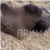 Мертвых медвежат нашли в красноярской Зеленой Роще