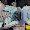 Жительница Красноярского края нарядила кошку в комбинезон с наркотиками и попалась полиции (видео)