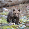 Красноярка держала медвежонка в квартире с маленьким ребенком (видео)