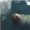«Сделать фото с ушастым тюленем»: красноярцы всё чаще выбирают необычный отдых на Камчатке