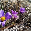 В Красноярске распустились весенние первоцветы 