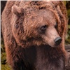 Туристов перестанут пускать в охранную зону «Красноярских Столбов» из-за проснувшихся медведей