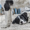 «Главная задача — защитить людей»: Госдума может разрешить усыплять бездомных собак