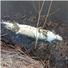 Кемеровчане сообщают о гибели рыбы и раков в местных водоёмах