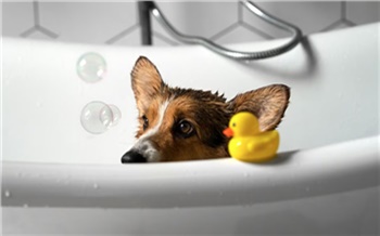 График отключения воды в Красноярске в 2023 году. Карта с адресами