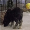 В Красноярск доставили спасенного на Таймыре теленка овцебыка (видео)