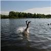 «9 дней лета — 9 жертв»: нетрезвый мужчина утонул на озере Бузим в Красноярском крае