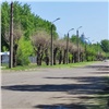 В Красноярске проводят ревизию сухих деревьев для составления плана по вырубкам