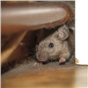 «Запах трупов и фекалий»: крысы массово атакуют жителей Красноярского края