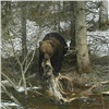 Красноярцев просят не гулять на «Столбах» по ночам из-за голодных и возбужденных медведей