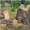 «Засохли весной 2022 года»: в Красноярске начали вырубать умершие деревья