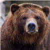 В Туруханске застрелили вышедшего к людям медведя