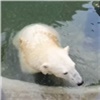 «Прохлаждается в своем бассейне»: московские зоологи рассказали о здоровье спасенного в Красноярском крае медведе Диксоне (видео)