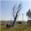 В Красноярске срубят сухие деревья на Калинина и Годенко