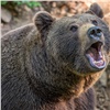 В Курагинском районе медведь напал на двух грибников