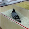 Роспотребнадзор ищет автора фотографии голубя в коробке с крупой в лесосибирском магазине