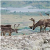 Дикие северные олени в Красноярском крае умеют приспосабливаться к изменениям климата