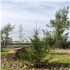 На Татышеве высадили почти 250 новых деревьев