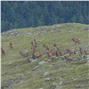 В Саяно-Шушенском заповеднике впервые заметили стадо из 27 маралов (видео)