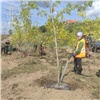 В Красноярске начали засаживать деревьями Караульную гору