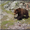 Жителей Хакасии попросили отказаться от сбора ореха и ягод в пользу медведей